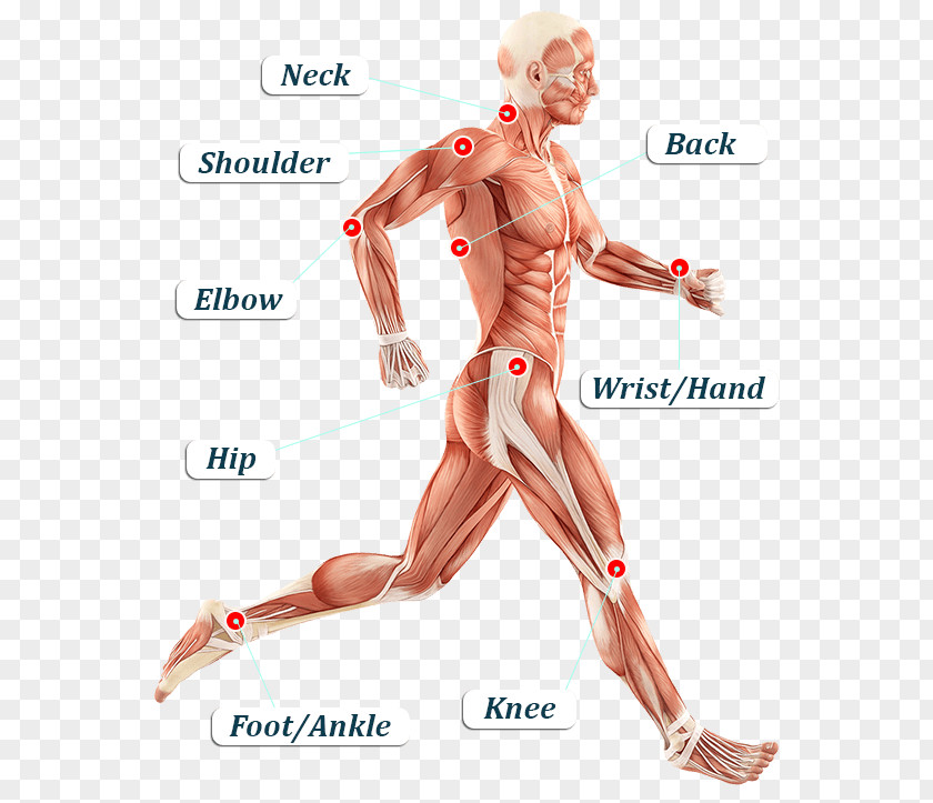 Germ Cell Body Iliotibial Band Syndrome Tract Tensor Fasciae Latae Muscle Fascia Lata Human PNG