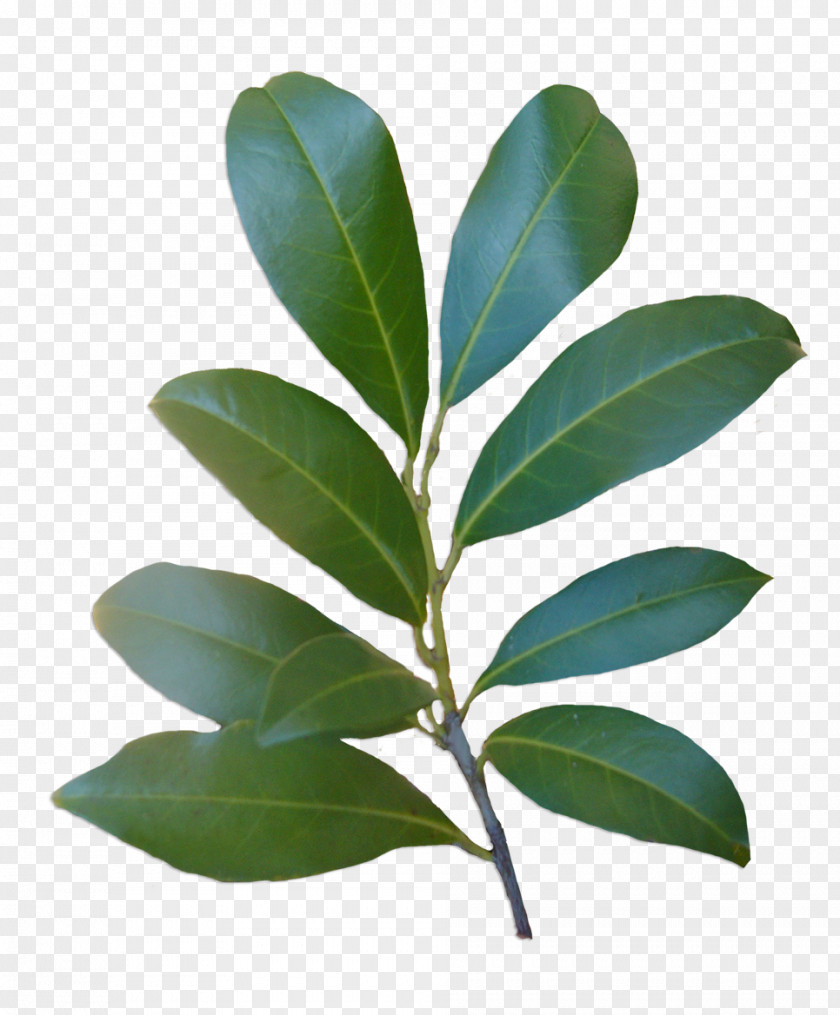 Green Leaves Leaf Plant Stem Laurales Tree PNG