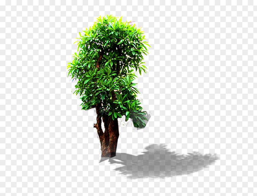 Landscape Tree PNG