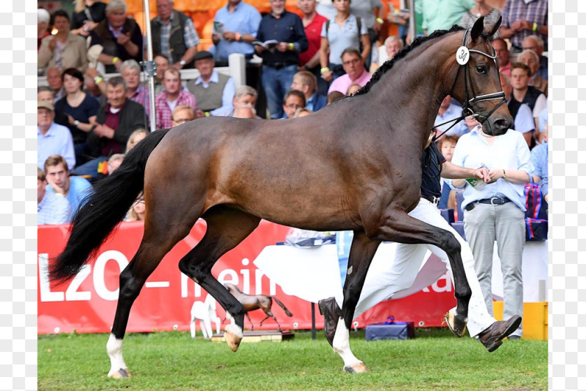 Mustang Stallion Mare Oldenburg Horse Lewitz Donnerhall PNG