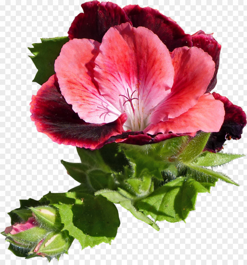 Pelargonium Geraniums Regal Annual Plant Hibiscus PNG