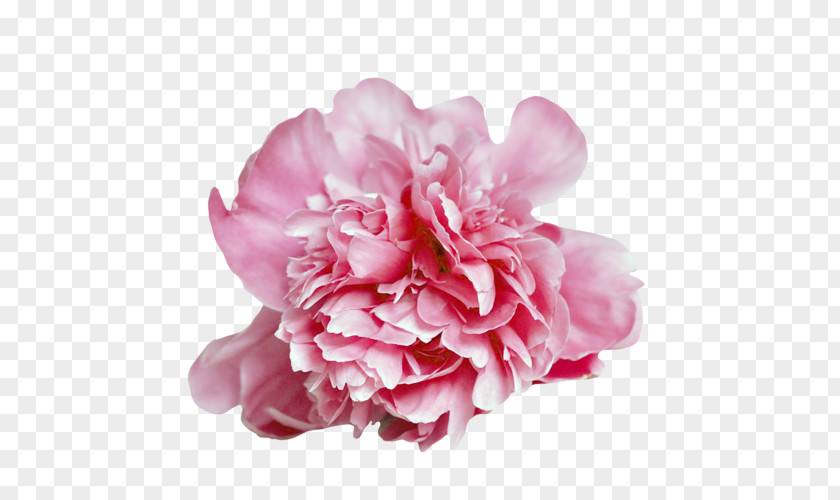 Peony Carnation Cabbage Rose Cut Flowers Petal PNG