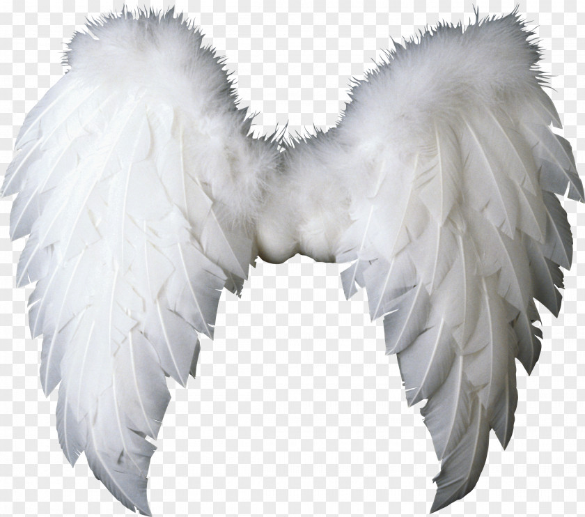 Wings Wing Angel Clip Art PNG