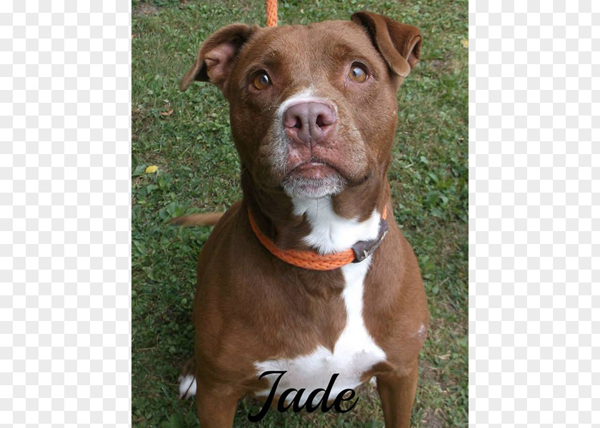American Pit Bull Terrier Dog Breed Staffordshire PNG