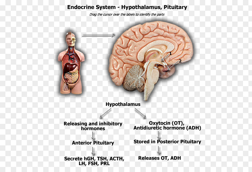 Brain Pituitary Gland Hypothalamus Hypophyseal Portal System Anterior PNG