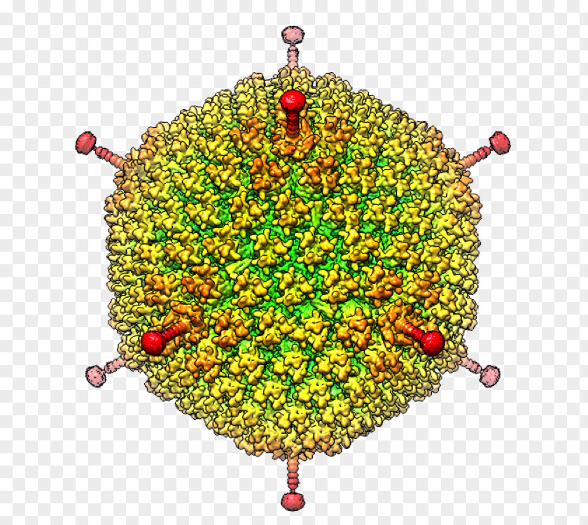 Red Allogeneic Virus Cell Cryogenic Electron Microscopy Microscope Adenoviridae PNG