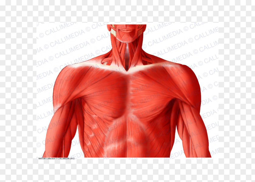 Superficial Temporal Nerve Trapezius Latissimus Dorsi Muscle Muscular System Anatomy PNG