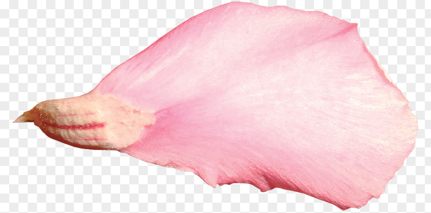 Tk Petal Image Pink Rose PNG