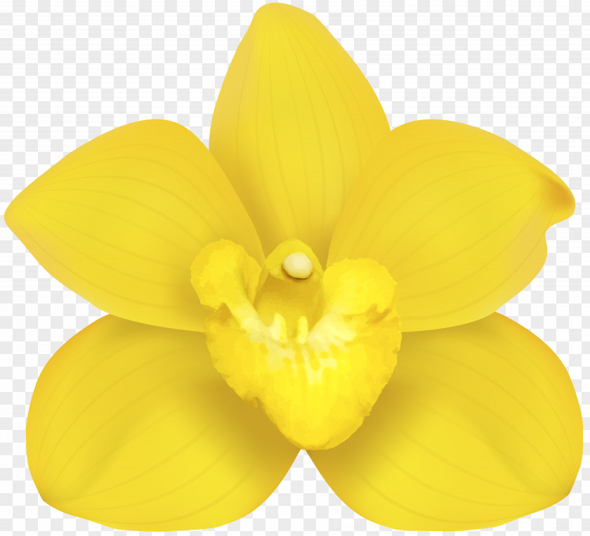 Yellow Orchid Clip Art Moth Orchids Narcissus Petal PNG