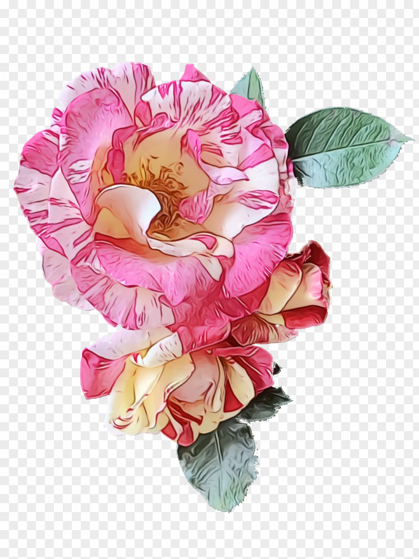 Garden Roses PNG