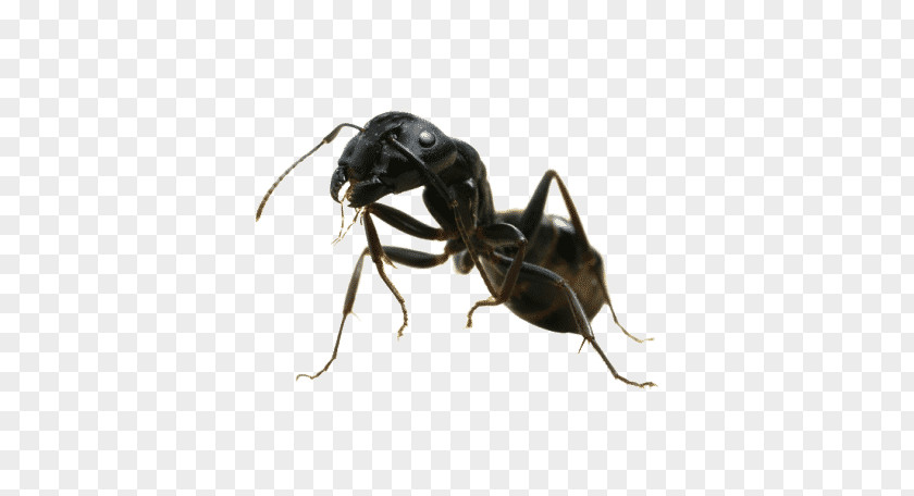 Mosquito Black Garden Ant Pest Control Termite PNG