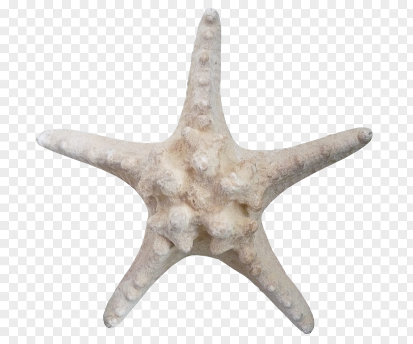 Starfish Echinoderm Brown PNG