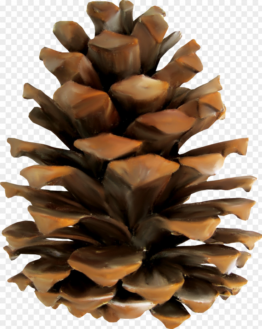 Beautiful Brown Pine Cones Conifer Cone Euclidean Vector PNG