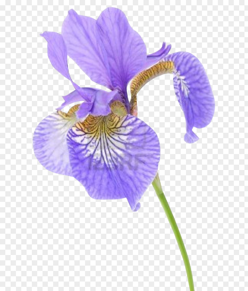 Flower Iris Versicolor Data Set Stock Photography Sibirica PNG