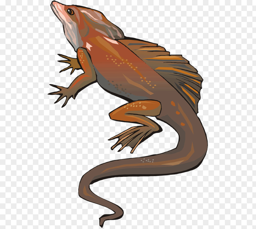 Lizard Reptile Amphibian PNG