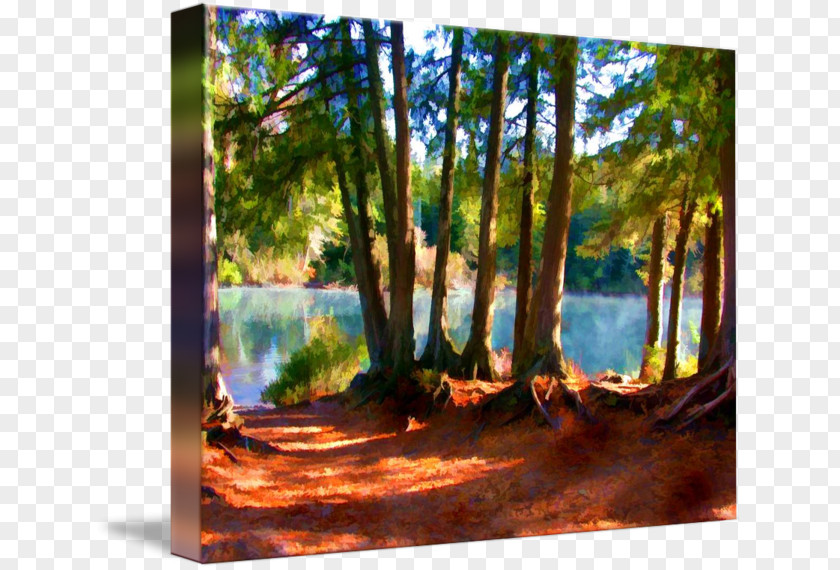 Painting Bayou Woodland Gallery Wrap Landscape PNG