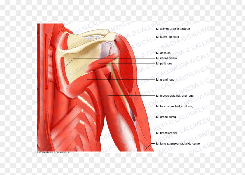 Posterior Triangle Of The Neck Muscle Anterior Shoulder Head And Anatomy PNG