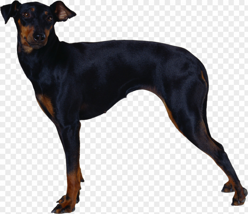 Puppies Dobermann Manchester Terrier English Toy Miniature Pinscher German PNG