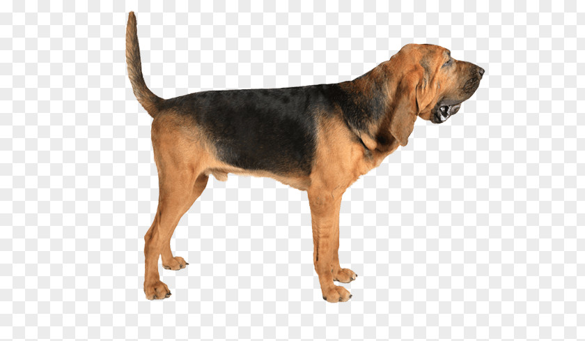 Beagle-Harrier Bloodhound Redbone Coonhound Black And Tan Treeing Walker PNG