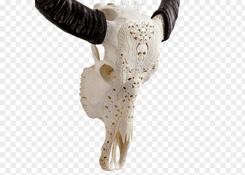Buffalo Skull Horn Water Cattle American Bison PNG