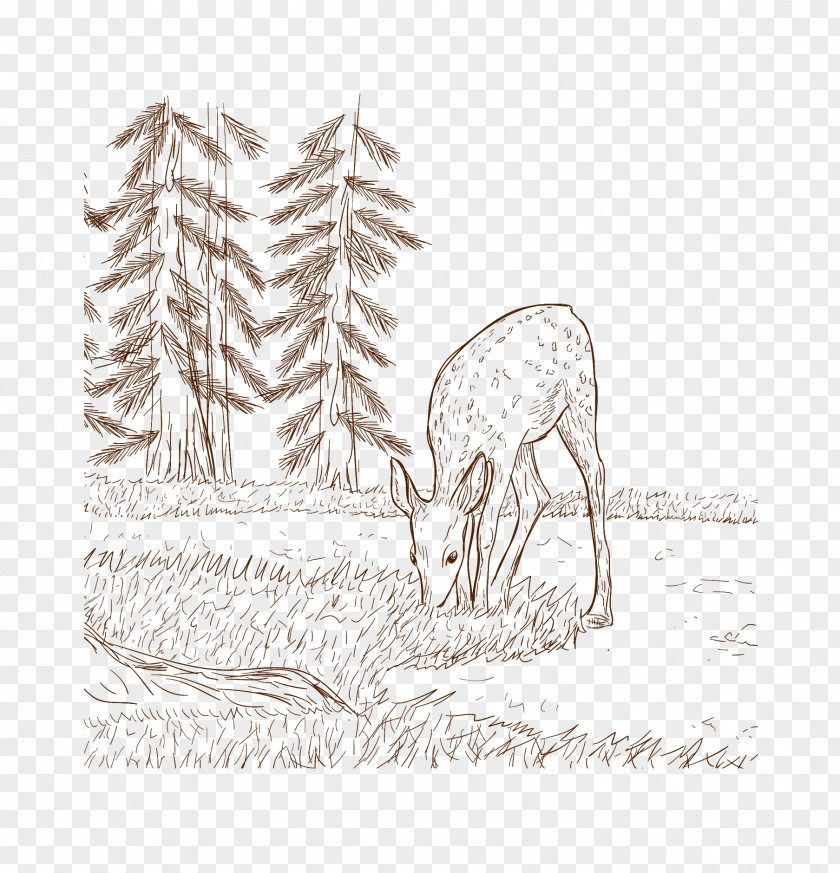 Cervus Sika Deer Eating Download Illustration PNG
