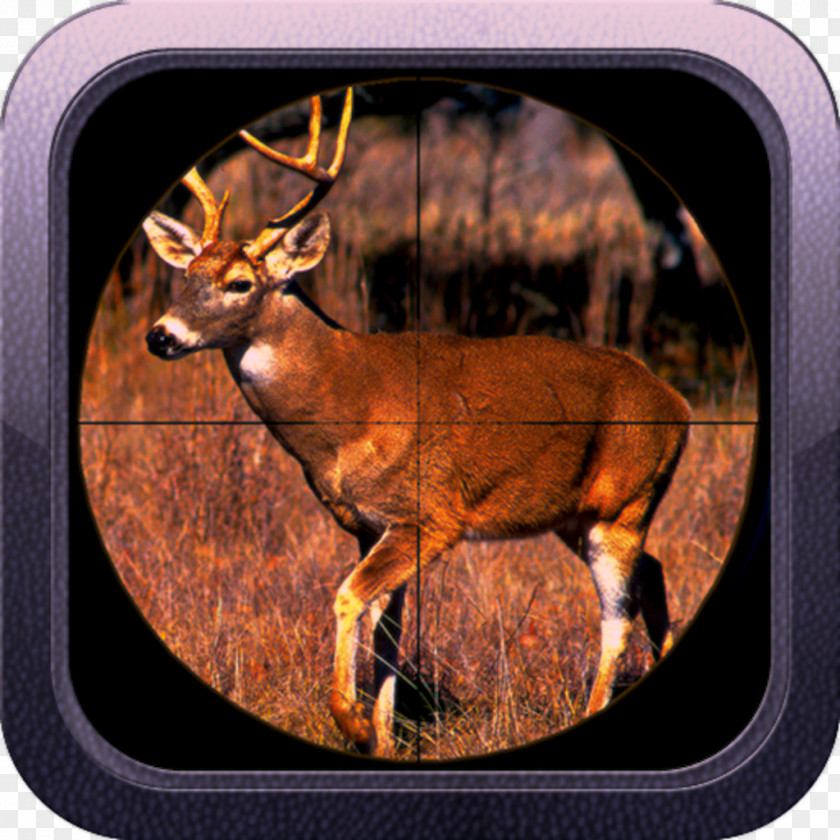 Deer White-tailed Hunting Chronic Wasting Disease PNG