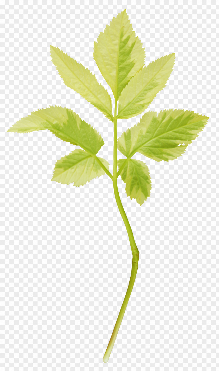 Green Leaves Drawing Ornament Yellow Color PNG