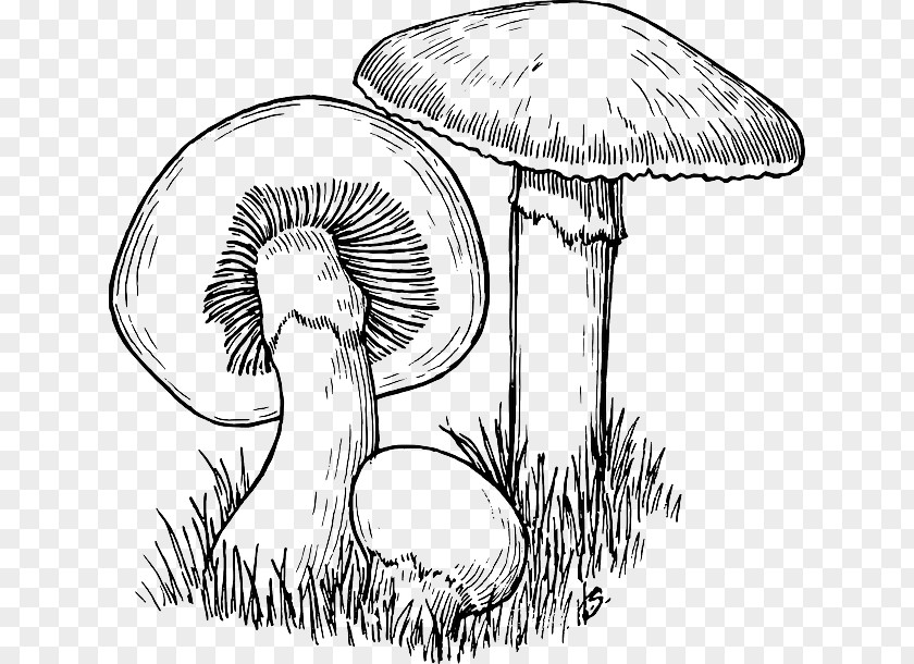 Mushroom Men: Rise Of The Fungi Common Drawing Clip Art PNG