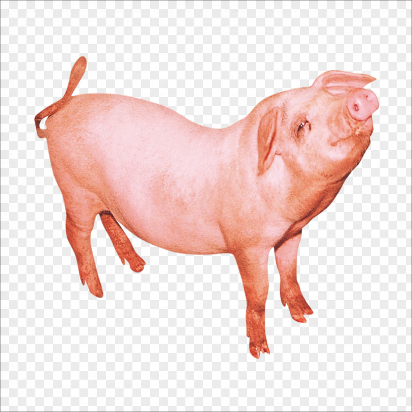 Pig Domestic PNG