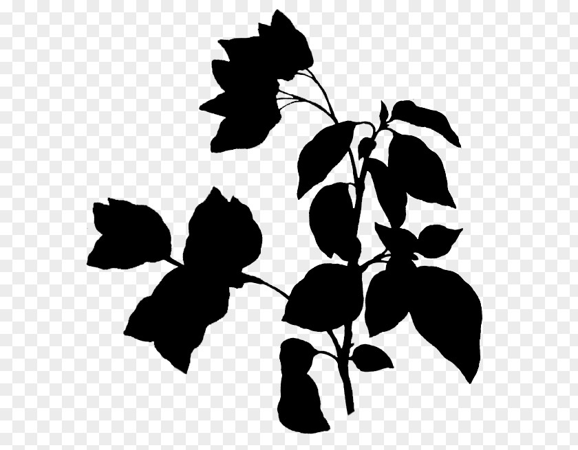 Bougainvillea Spectabilis Twig Flowering Plant Drawing Plants PNG