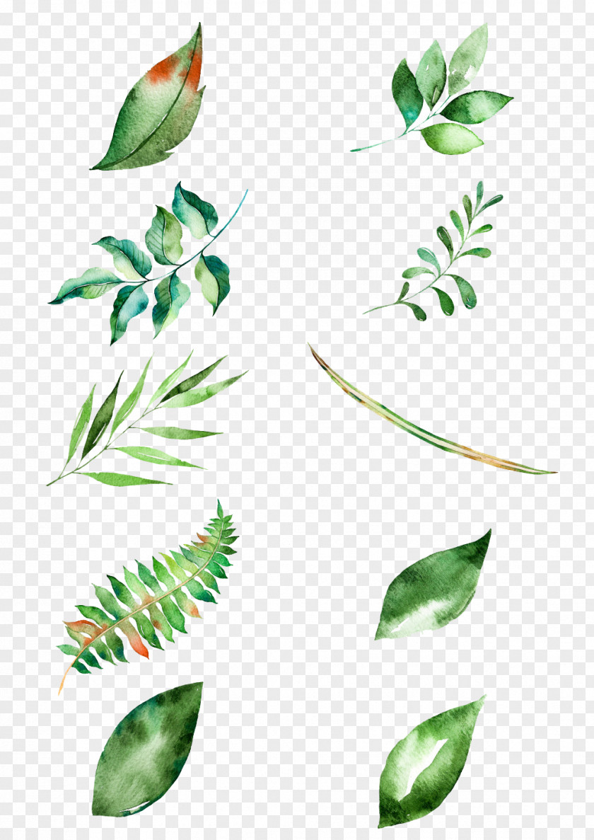 Leaf Watercolor Painting PNG