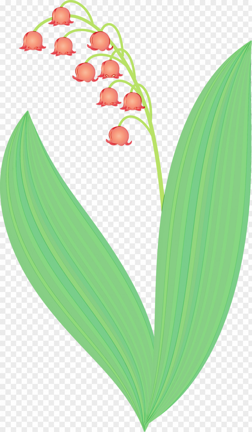 Lily Of The Valley Flower Leaf Plant Heart PNG