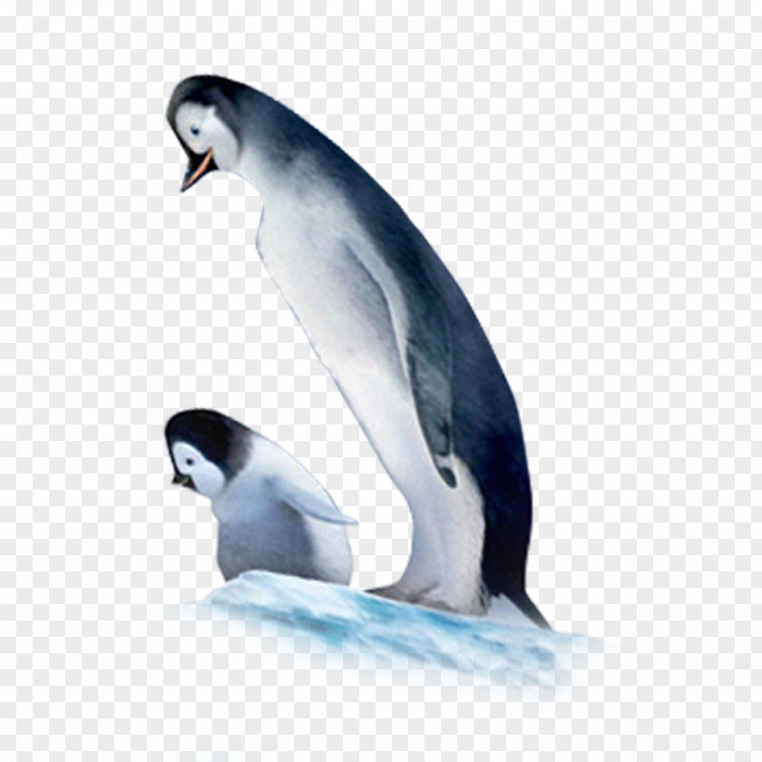 Penguin Little Animal PNG
