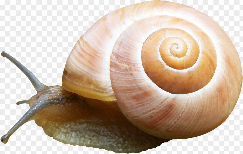 Snail Pattern Material Orthogastropoda Slug Sea PNG