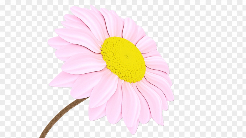 Transvaal Daisy Cut Flowers Petal Pink M PNG