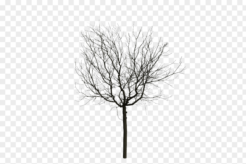 Animated Mangrove Forest Twig Animation Computer Graphics Tree PNG
