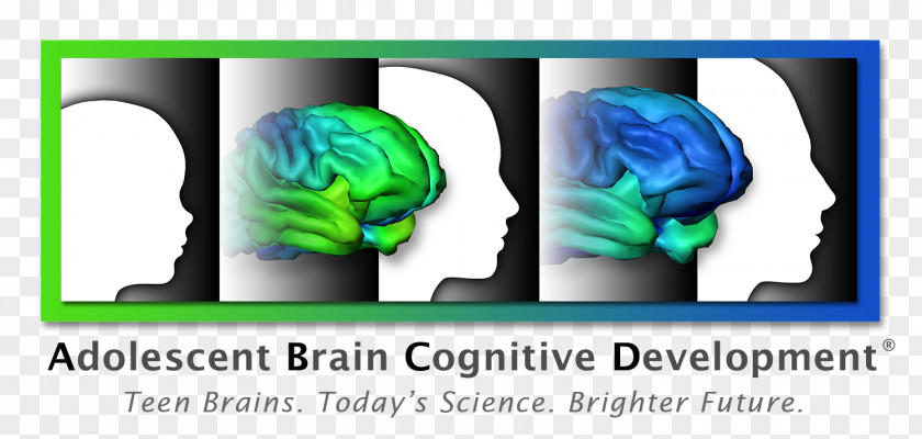 Brain Cognitive Development Human Cognition Adolescence PNG