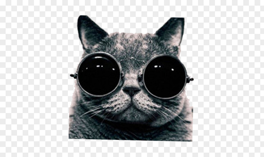 British Shorthair Photography Photographer Mobile Phone Music PNG phone Music, Glasses cool cat clipart PNG