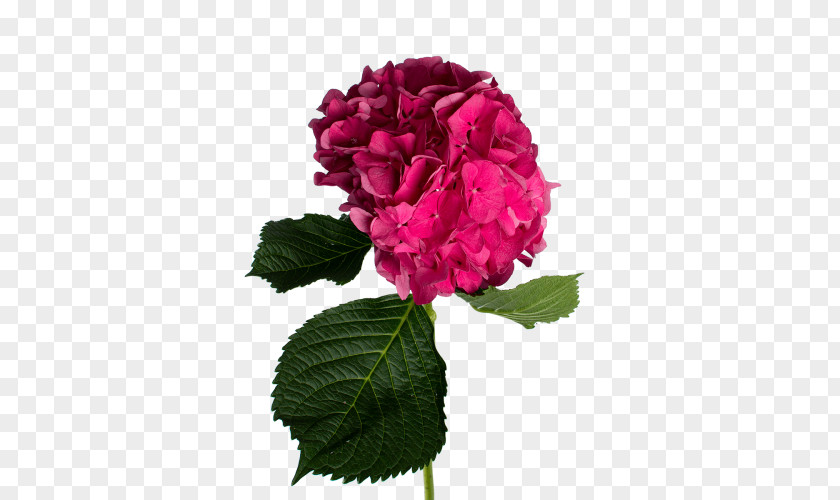 Cabbage Rose Hydrangea Garden Roses Floribunda Cut Flowers PNG