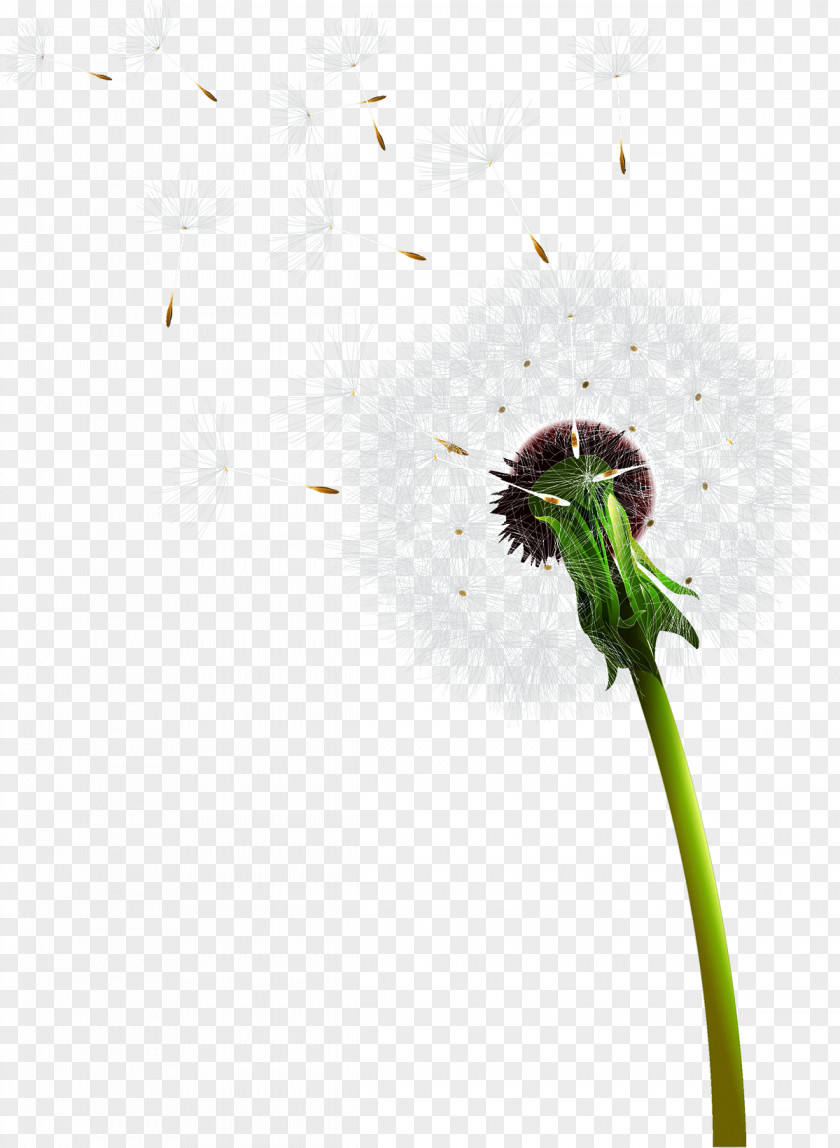 Dandelion Euclidean Vector PNG