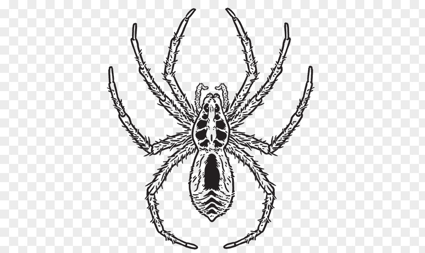 Spider Hobo Aptive Environmental Pest Eight Legs PNG