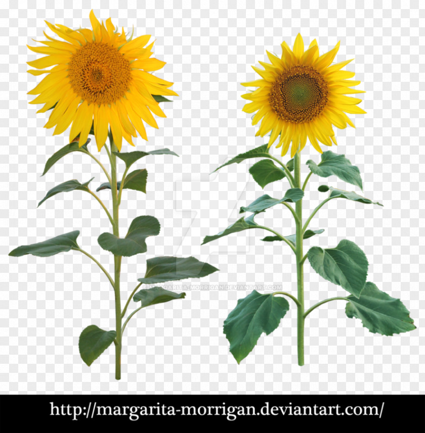 Sunflower Common Plant Seed PNG