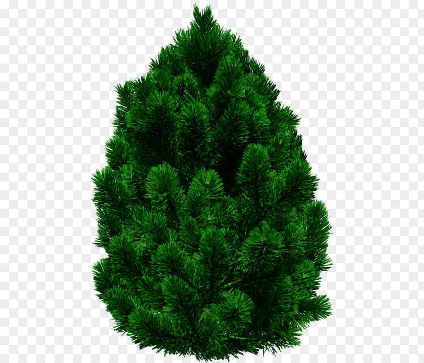 Tree Stone Pine Clip Art Fir PNG