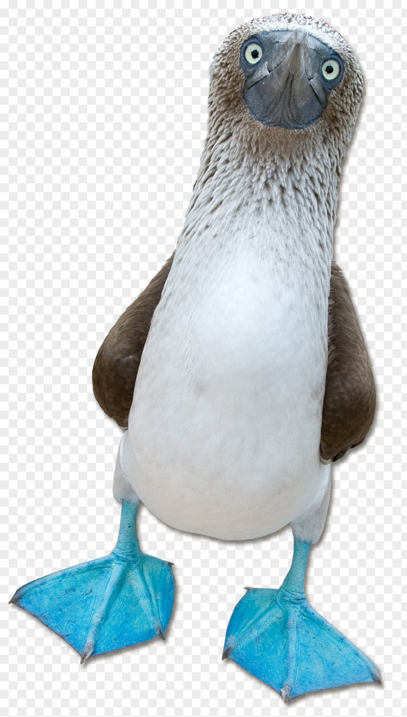 Blue-footed Booby Beak Wiki Fauna PNG