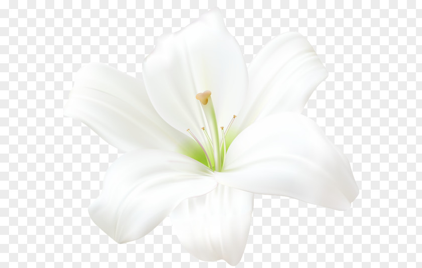 Flower Madonna Lily Light Clip Art PNG