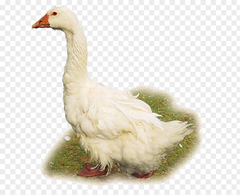 Hand-painted Big White Goose Domestic Duck Cygnini Chicken Bird PNG