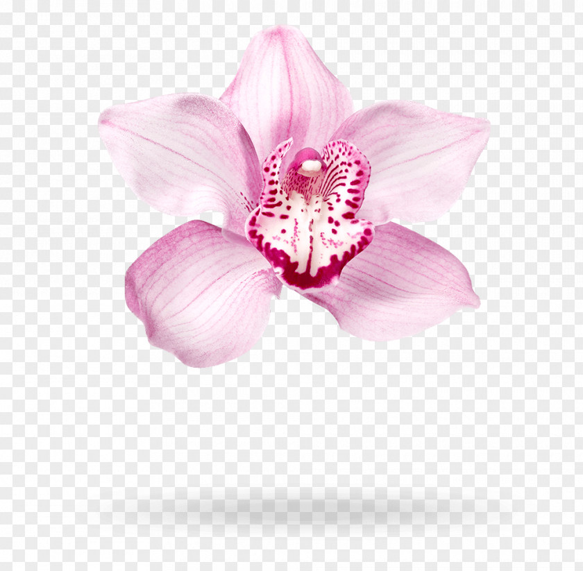 Moth Orchids Cut Flowers Pink M Petal PNG