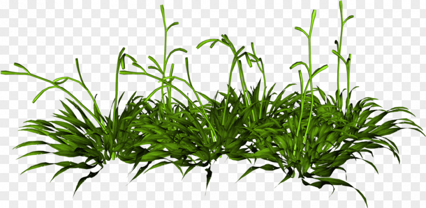 Plants Houseplant Flower Lawn PNG