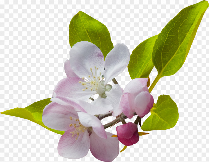 Spring Flowers Border Desktop Wallpaper Clip Art PNG