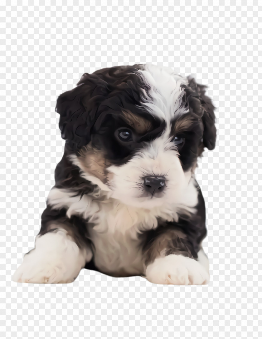 Bichon Puppy Love Cute Cartoon PNG